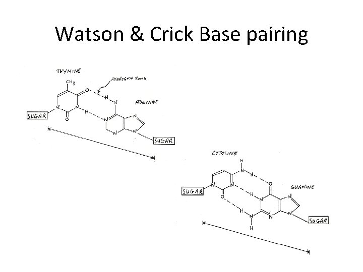 Watson & Crick Base pairing 