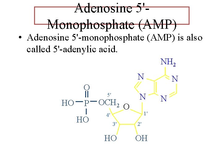 Adenosine 5'Monophosphate (AMP) • Adenosine 5'-monophosphate (AMP) is also called 5'-adenylic acid. NH 2