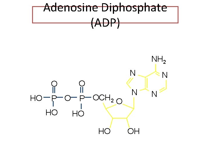 Adenosine Diphosphate (ADP) NH 2 N HO O O P OCH 2 O HO