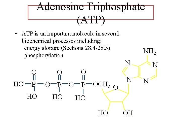 Adenosine Triphosphate (ATP) • ATP is an important molecule in several biochemical processes including: