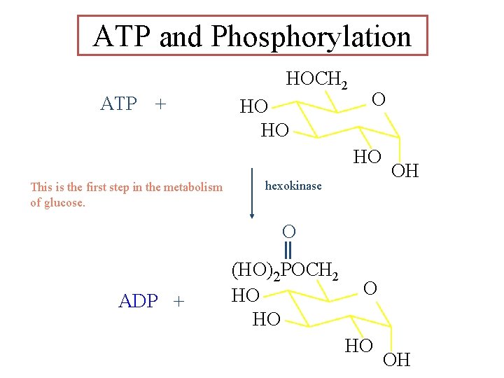 ATP and Phosphorylation HOCH 2 ATP + HO HO This is the first step