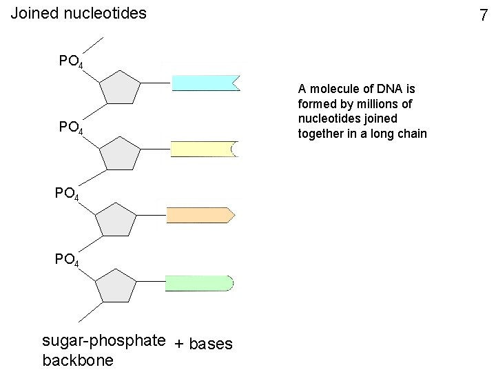 Joined nucleotides 7 PO 4 sugar-phosphate + bases backbone A molecule of DNA is