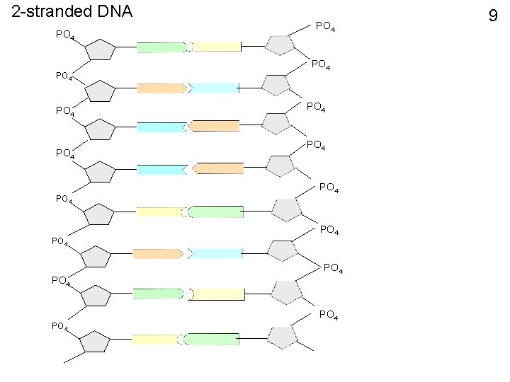 2 -stranded DNA PO 4 PO 4 PO 4 PO 4 9 