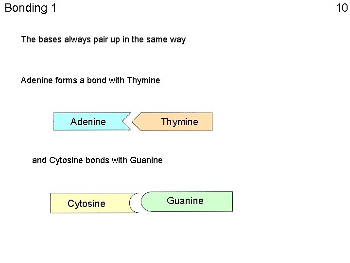 Bonding 1 10 The bases always pair up in the same way Adenine forms