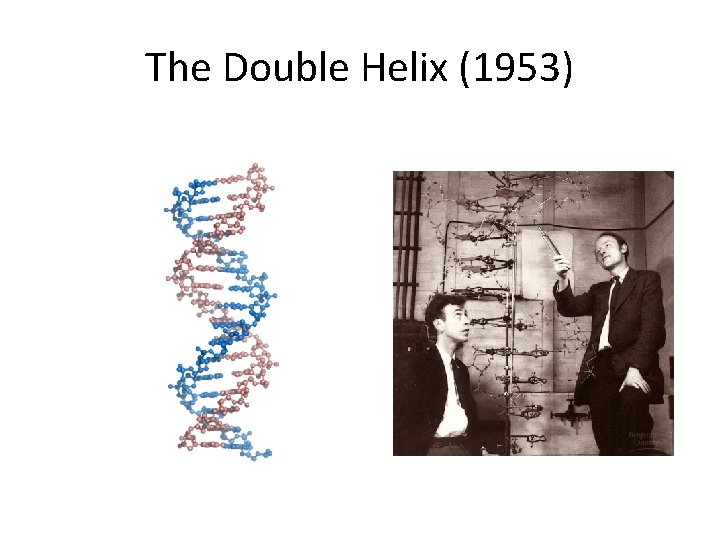 The Double Helix (1953) 