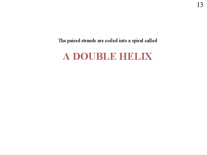 13 The paired strands are coiled into a spiral called A DOUBLE HELIX 