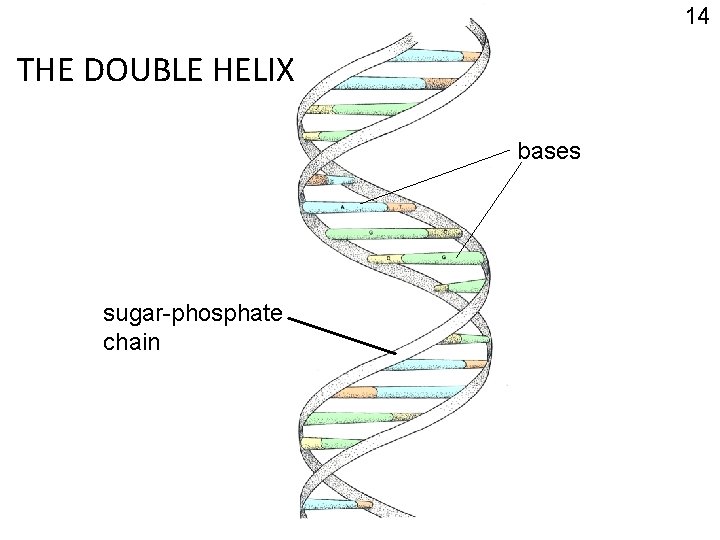 14 THE DOUBLE HELIX bases sugar-phosphate chain 