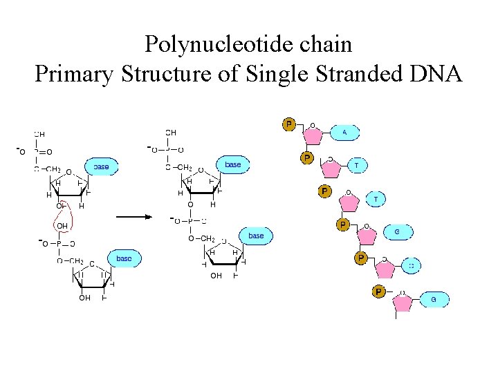 Polynucleotide chain Primary Structure of Single Stranded DNA 