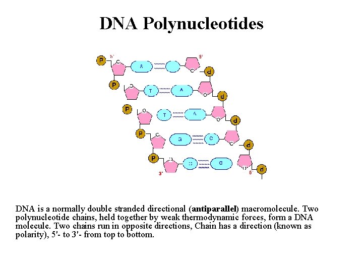 DNA Polynucleotides DNA is a normally double stranded directional (antiparallel) macromolecule. Two polynucleotide chains,
