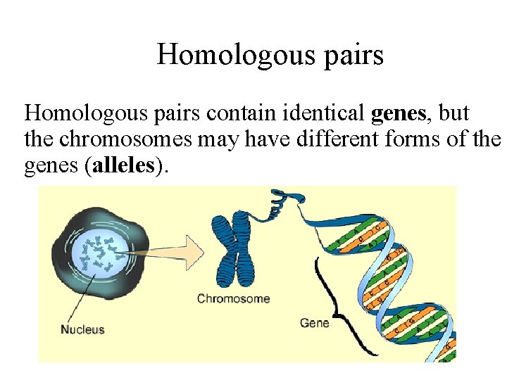 Homologous pairs contain identical genes, but the chromosomes may have different forms of the