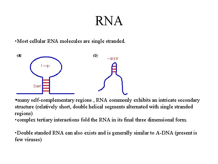 RNA • Most cellular RNA molecules are single stranded. §many self-complementary regions , RNA