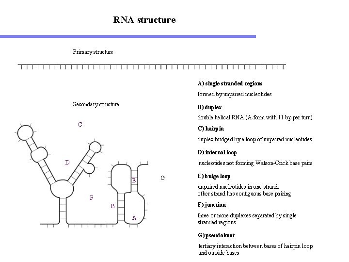 RNA structure Primary structure A) single stranded regions formed by unpaired nucleotides Secondary structure