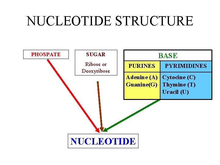 NUCLEOTIDE STRUCTURE PHOSPATE SUGAR Ribose or Deoxyribose BASE PURINES PYRIMIDINES Adenine (A) Cytocine (C)