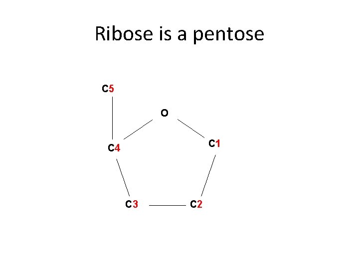 Ribose is a pentose C 5 O C 1 C 4 C 3 C