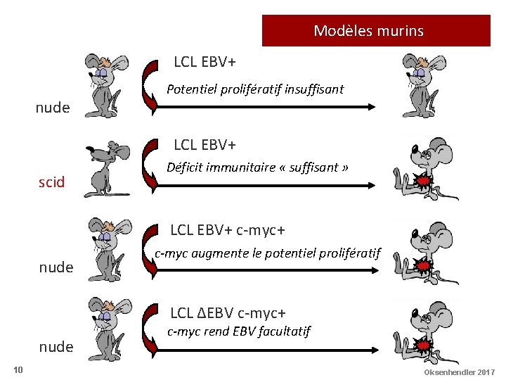 Modèles murins LCL EBV+ nude Potentiel prolifératif insuffisant LCL EBV+ scid Déficit immunitaire «