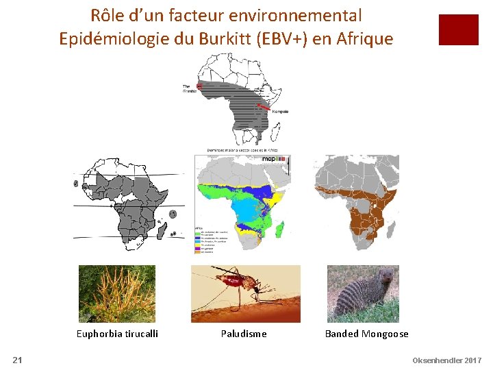 Rôle d’un facteur environnemental Epidémiologie du Burkitt (EBV+) en Afrique Euphorbia tirucalli 21 Paludisme