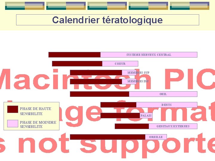 Calendrier tératologique SYSTEME NERVEUX CENTRAL COEUR MEMERES SUP MEMBRES INF OEIL DENTS PHASE DE