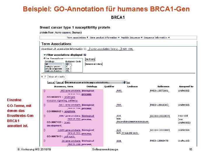 Beispiel: GO-Annotation für humanes BRCA 1 -Gen Einzelne GO-Terme, mit denen das Brustkrebs-Gen BRCA Beispiel: GO-Annotation für humanes BRCA 1 -Gen Einzelne GO-Terme, mit denen das Brustkrebs-Gen BRCA