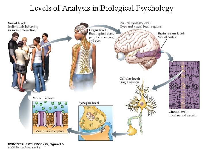 Levels of Analysis in Biological Psychology 