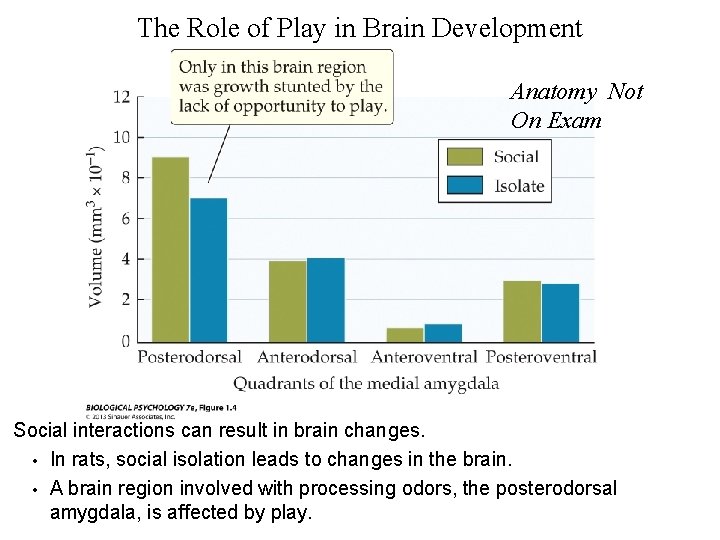 The Role of Play in Brain Development Anatomy Not On Exam Social interactions can