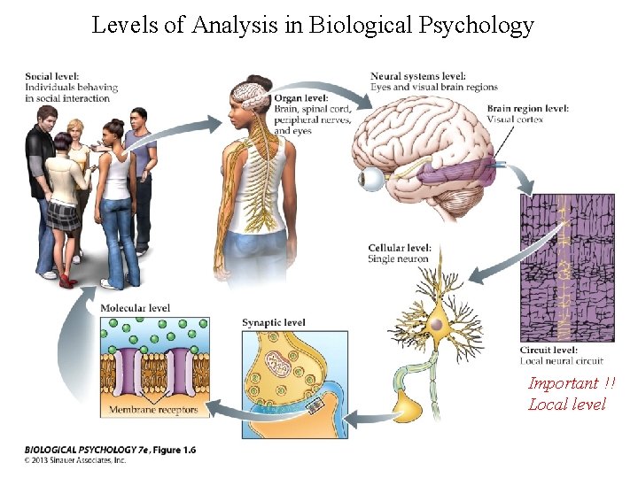 Levels of Analysis in Biological Psychology Important !! Local level 