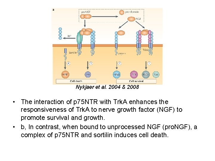 Nykjaer et al. 2004 & 2008 • The interaction of p 75 NTR with