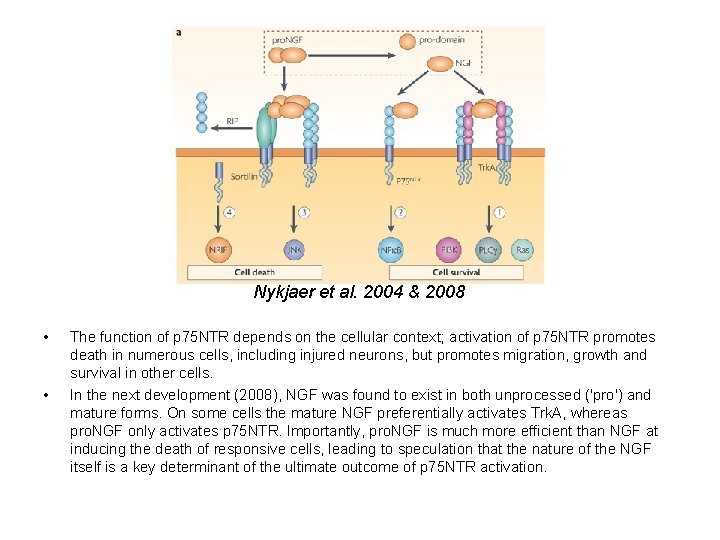 Nykjaer et al. 2004 & 2008 • • The function of p 75 NTR