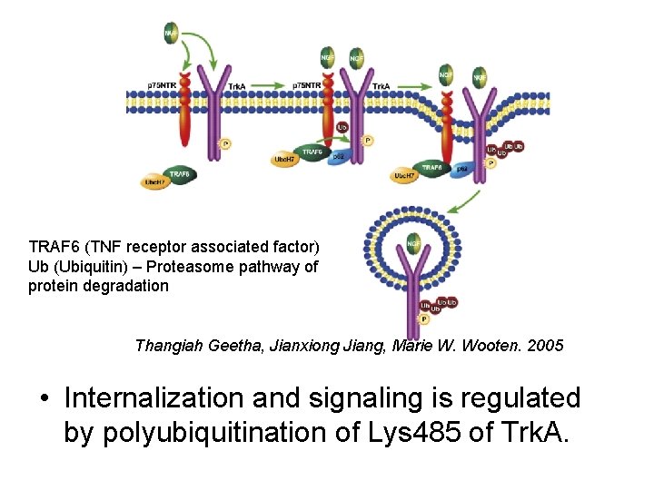 TRAF 6 (TNF receptor associated factor) Ub (Ubiquitin) – Proteasome pathway of protein degradation