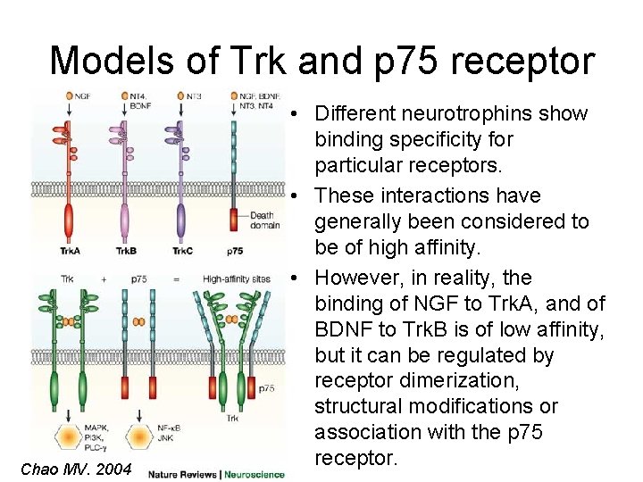 Models of Trk and p 75 receptor Chao MV. 2004 • Different neurotrophins show