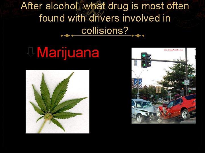 After alcohol, what drug is most often found with drivers involved in collisions? Marijuana