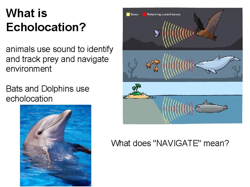 What is Echolocation? animals use sound to identify and track prey and navigate environment