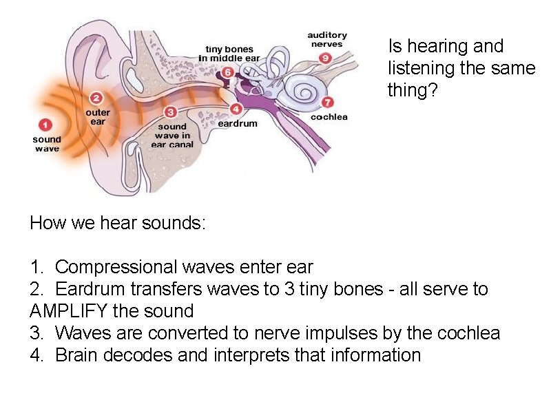 Is hearing and listening the same thing? How we hear sounds: 1. Compressional waves