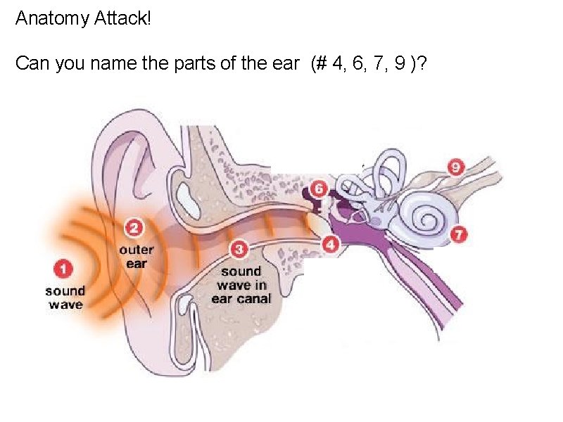 Anatomy Attack! Can you name the parts of the ear (# 4, 6, 7,