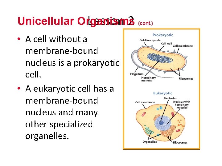 Unicellular Organisms Lesson 2 (cont. ) • A cell without a membrane-bound nucleus is