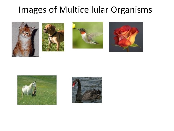 Images of Multicellular Organisms 