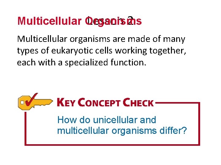 Multicellular Organisms Lesson 2 Multicellular organisms are made of many types of eukaryotic cells