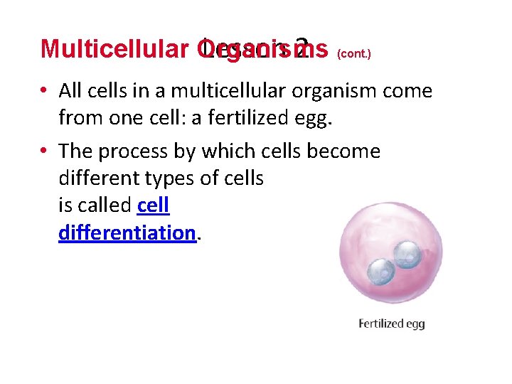 Multicellular Organisms Lesson 2 (cont. ) • All cells in a multicellular organism come