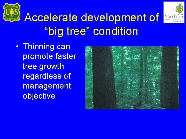 Accelerate development of “big tree” condition • Thinning can promote faster tree growth regardless