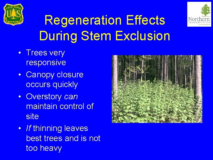 Regeneration Effects During Stem Exclusion • Trees very responsive • Canopy closure occurs quickly