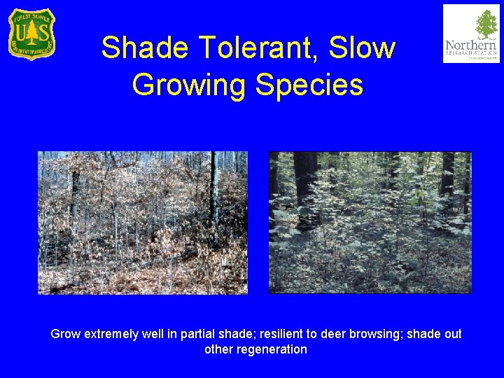 Shade Tolerant, Slow Growing Species Grow extremely well in partial shade; resilient to deer