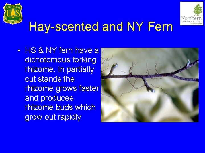 Hay-scented and NY Fern • HS & NY fern have a dichotomous forking rhizome.