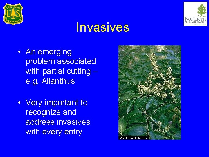 Invasives • An emerging problem associated with partial cutting – e. g. Ailanthus •