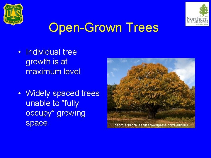 Open-Grown Trees • Individual tree growth is at maximum level • Widely spaced trees