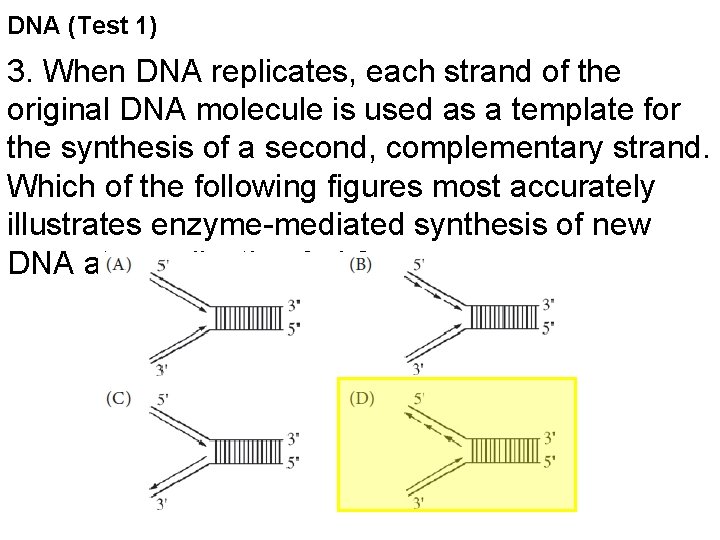 DNA (Test 1) 3. When DNA replicates, each strand of the original DNA molecule