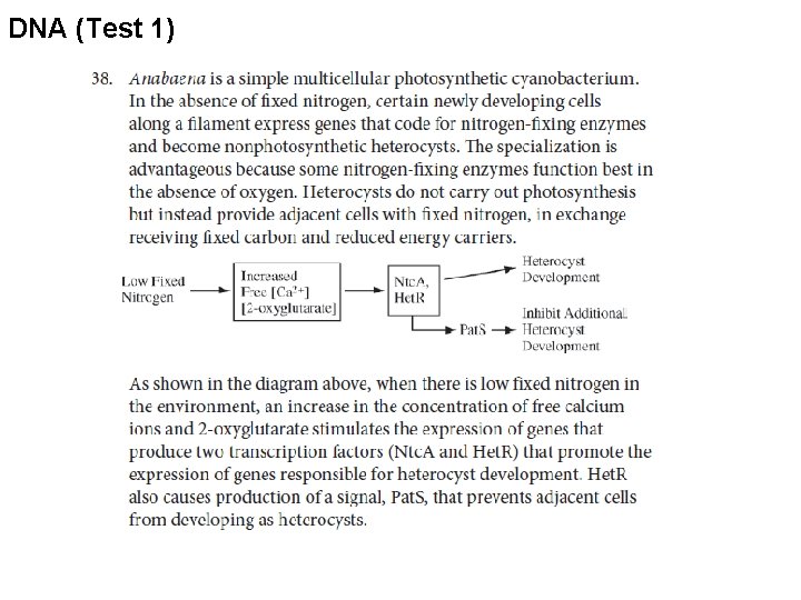 DNA (Test 1) 