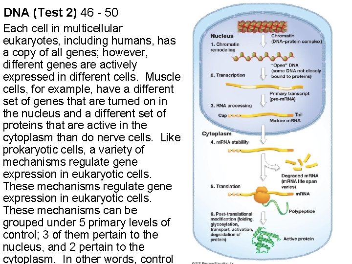 DNA (Test 2) 46 - 50 Each cell in multicellular eukaryotes, including humans, has