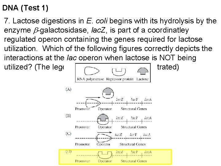 DNA (Test 1) 7. Lactose digestions in E. coli begins with its hydrolysis by