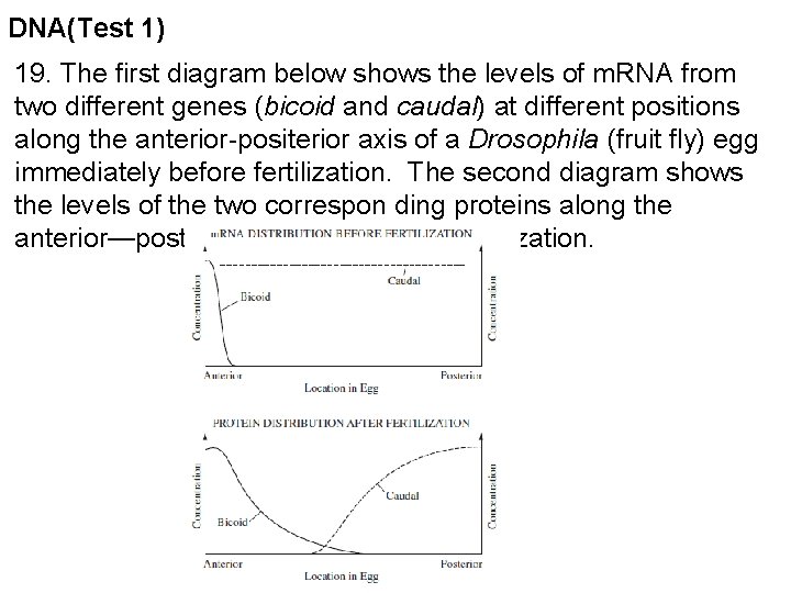 DNA(Test 1) 19. The first diagram below shows the levels of m. RNA from