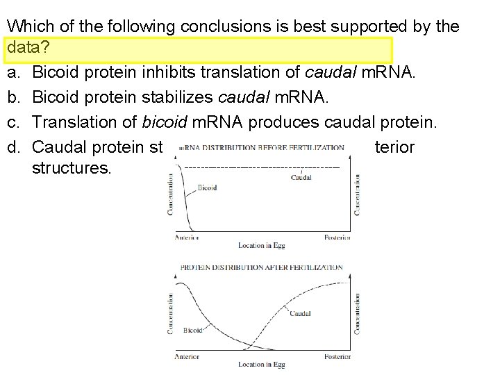 Which of the following conclusions is best supported by the data? a. Bicoid protein