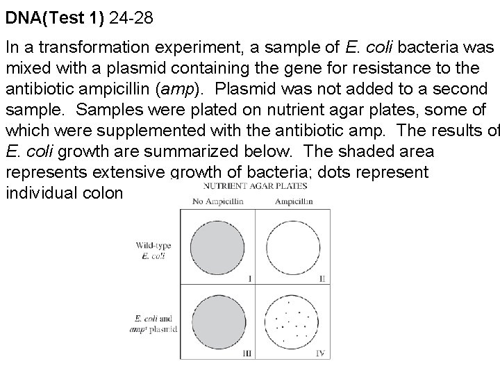 DNA(Test 1) 24 -28 In a transformation experiment, a sample of E. coli bacteria